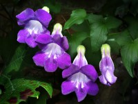 /album/asarina-scandens/paul-stickland-asarina-jpg/