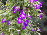 /album/asarina-scandens/asarina-jpg1/