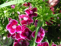 /album/dianthus-barbatus/a83485744-e0ee6b04ce-jpg/