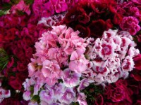 /album/dianthus-barbatus/dianthus-barbatus-50-sjemenki-slika-8226583-jpg/
