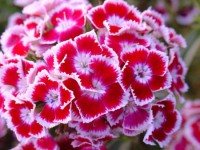 /album/dianthus-barbatus/dianthus-barbatus-50-sjemenki-slika-8226584-jpg1/