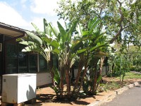 /album/strelitzia-nicolai/a4150836751-c1054cc675-jpg/