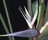 /album/strelitzia-nicolai/strelitzia-jpg/