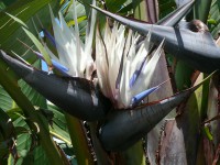 /album/strelitzia-nicolai/strelitzia-nicolai1-jpg1/