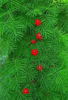 /album/ipomea-quamoclit/a328-1845-jpg1/