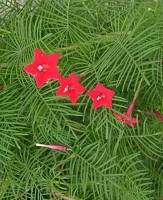 /album/ipomea-quamoclit/arx1270793294y-jpg/