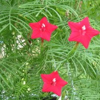 /album/ipomea-quamoclit/iquamoclit1-jpg/