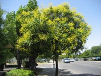 /album/koelreuteria-paniculata/a42505-jpg/