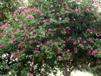 /album/bauhinia-monandra/pink1dsc02605-jpg/