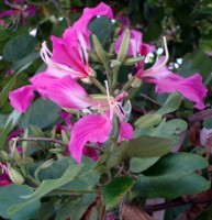 /album/bauhinia-monandra/pink2dsc02606-jpg/