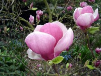 /album/magnolia-rustica/m-rustica-rubra1-jpg1/