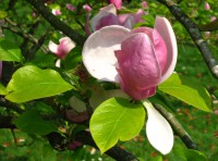 /album/magnolia-rustica/magnolia-x-soulangeana-rustica-rubra-flower-by-line1-jpg/
