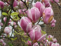 /album/magnolia-rustica/magnolia-soulangiana-flower1-jpg/