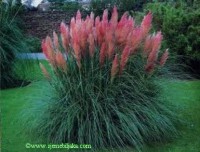 /album/pampas-trava/sadnice-pampas-trave-slika-13961830-jpg/