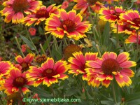 /album/gaillardia/gaill09-jpg/