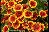 /album/gaillardia/gaillardia-jpg/