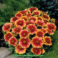 /album/gaillardia/gaillardia-arizona-sun-2-jpg1/