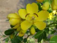 Cassia floribunda